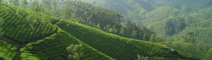 tea-plantation-sri-lanka