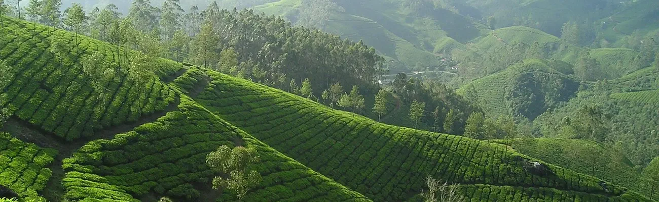 tea-plantation-sri-lanka