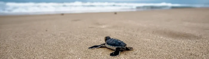 turtle-hatchery-sri-lanka
