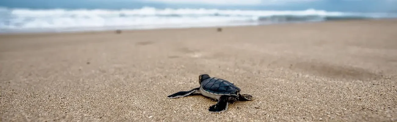 turtle-hatchery-sri-lanka