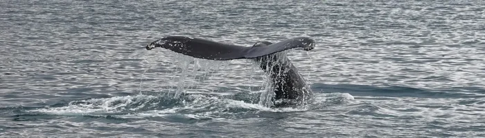 whale-watching-sri-lanka