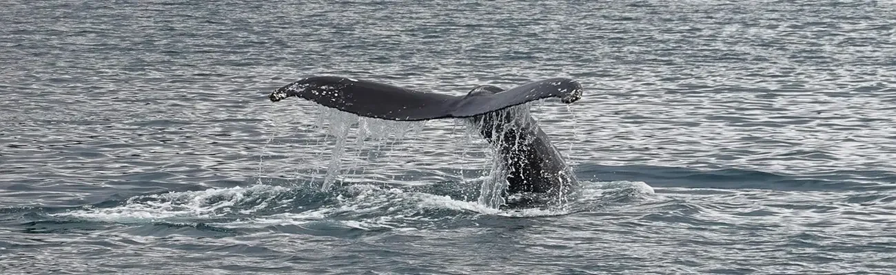 whale-watching-sri-lanka